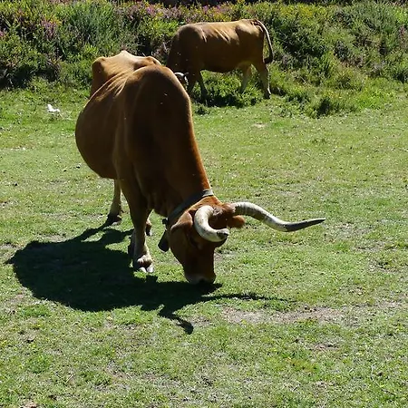 Casa De Ladreda Landsted