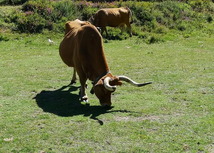 Casa De Ladreda Casa rural