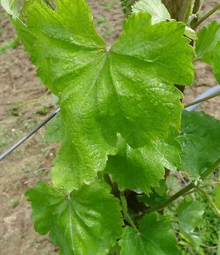 Casa De Ladreda Casa rural Tangil